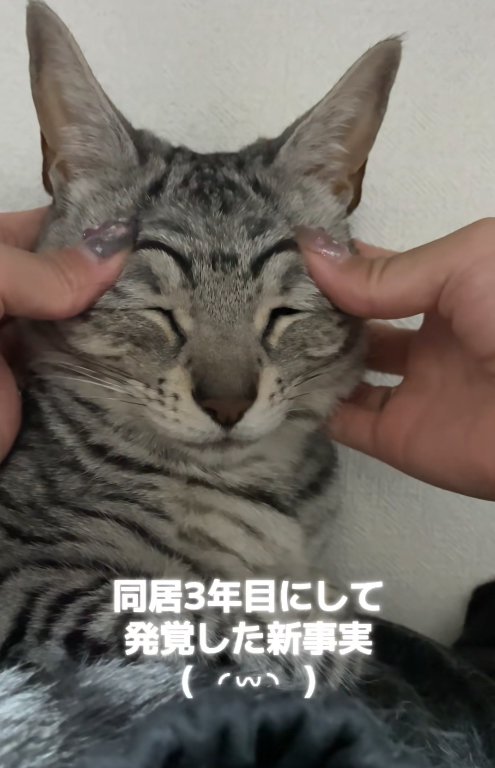 目尻側の上瞼を押さえられて若干目が潰れている猫