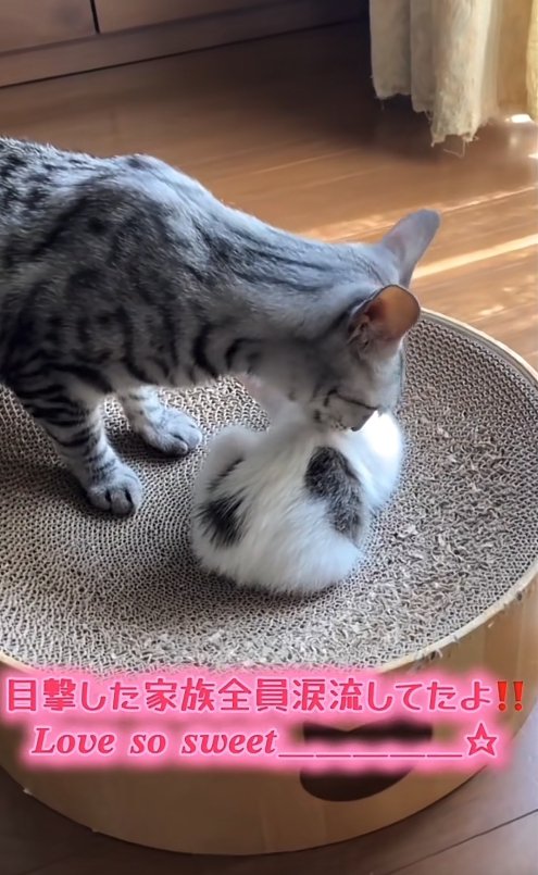 爪研ぎボウルの上にいる子猫の毛づくろいをしている猫