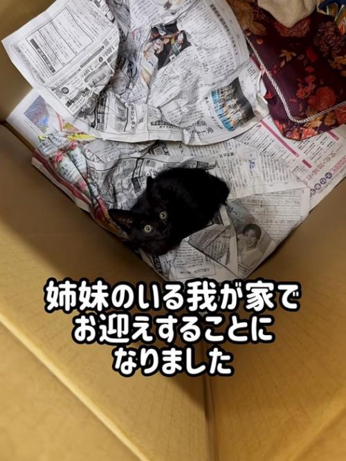 箱の中にいる黒猫の子猫
