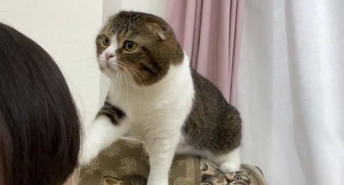 人の頭に触ろうとしている猫