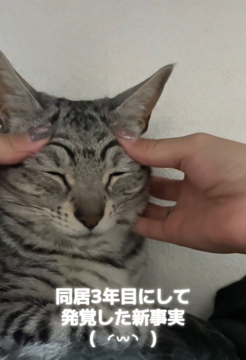 目尻側の上瞼を押さえられている猫