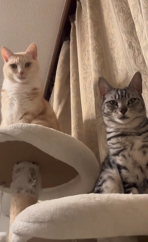キャットタワーの上でお座りしている2匹の猫
