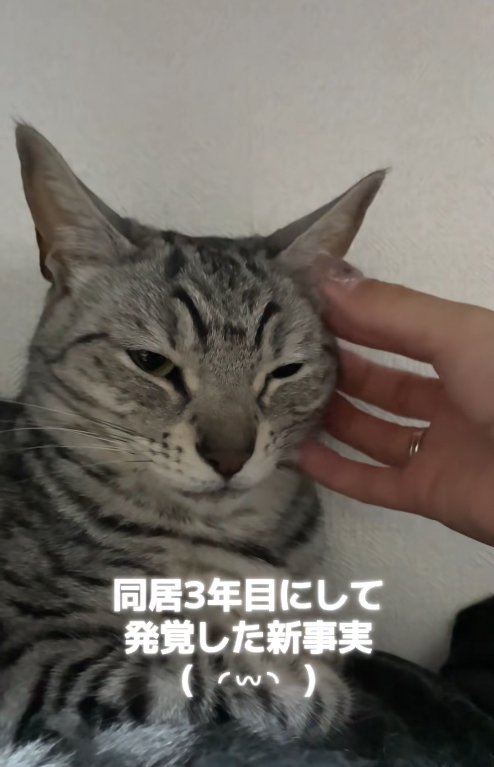 眠たげな顔で飼い主に顔左側を撫でられている猫