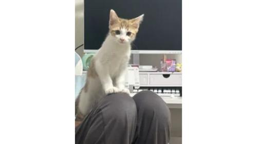 室内にいる猫