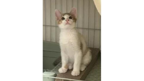 室内にいる猫