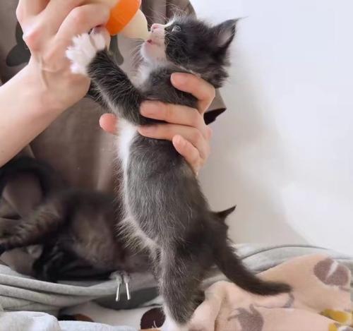 ミルクを飲む子猫