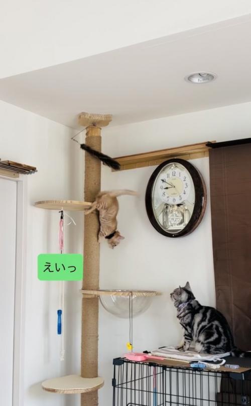 キャットタワーを下りる子猫を見守るアメリカンショートヘア
