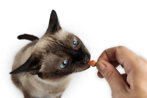飼い主の手からおやつを食べるシャム猫