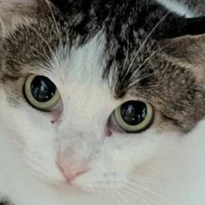 猫がくつろぎ始めると、左右のおててに『模様』が現れて…たまらなく可愛い光景に「ほんとだぁーー」「見せるためにある柄だね」と78万表示