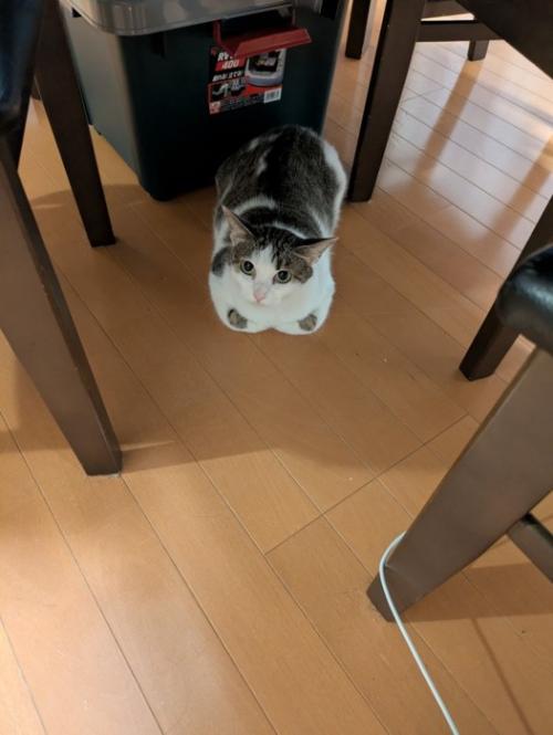 くつろぐ猫