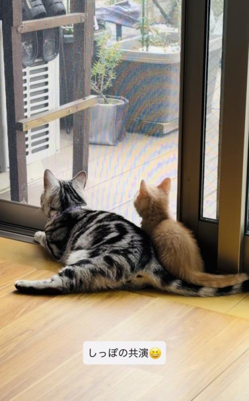 一緒に外を眺めるアメリカンショートヘアと子猫