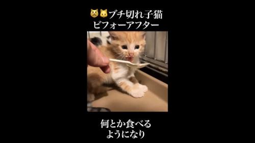 口元を汚しながら威嚇