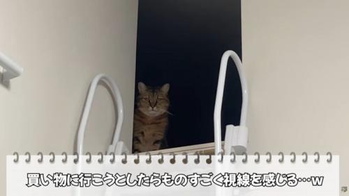 物陰から見つめてくる猫