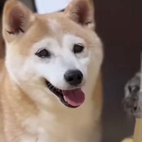 ダンボールハウスで遊ぶ『柴犬と猫』→中にいた猫が突然消えると…ほっこりする光景に「リアクションが完璧で可愛いｗ」「癒やしをありがとう」