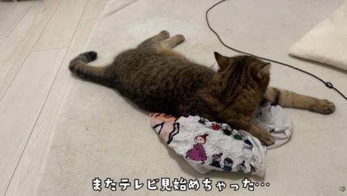 エコバッグの上で寝そべっている猫