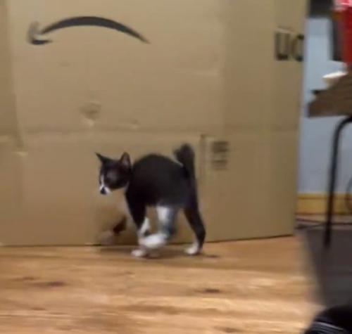 ダンスをするような子猫