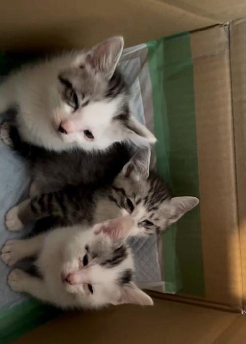 うとうとする猫