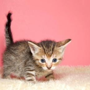 猫の『しっぽが曲がっている』のはなぜ？かぎしっぽになる原因や幸運を招くとされる理由も