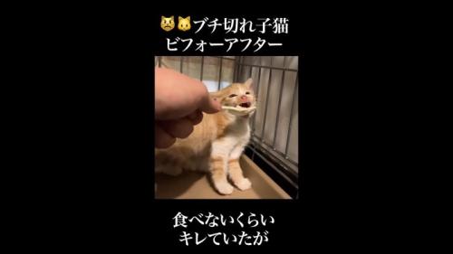 ご飯を口の中に
