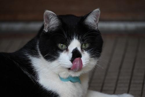 鼻を舐める猫