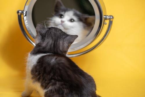 猫と鏡