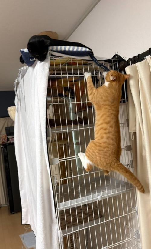 猫たち