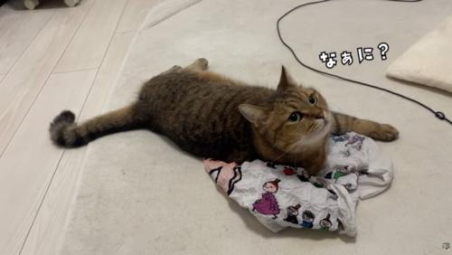 エコバッグの上で寝そべっている猫