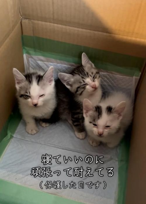 細める猫