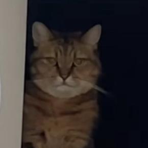 買い物に出かけようとしたら…猫が見せた『可愛すぎる行動』に「行かないでの圧がすごいｗ」「わかっててやってるなｗ」と笑う人が続出