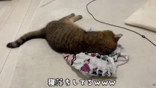 エコバッグの上で寝そべっている猫