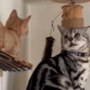 兄猫を追って高いところまで上った子猫→兄猫が下り方を見せると…『愛あふれる光景』が19万再生「いいお兄ちゃん」「ウルウルしちゃう」