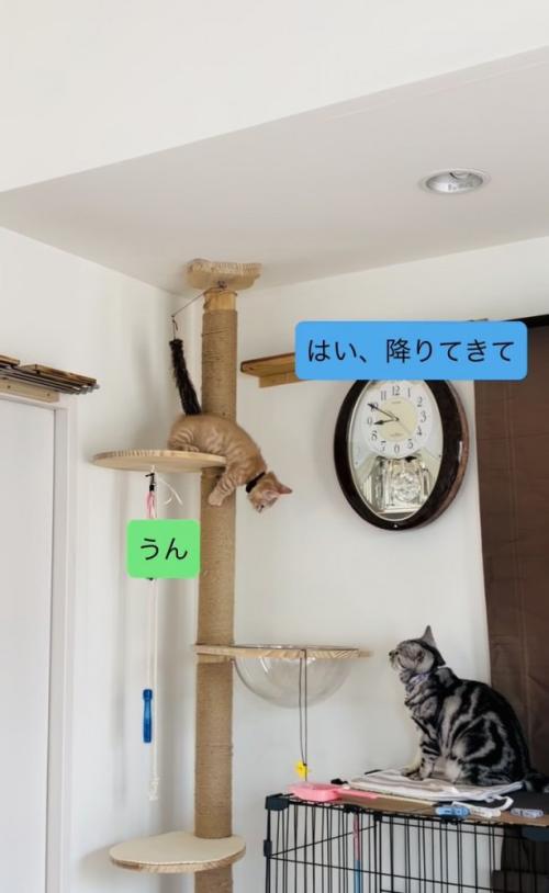 キャットタワーを下りる子猫を見守るアメリカンショートヘア
