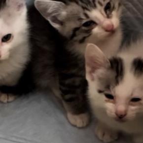 保護された初日、警戒していた3匹の子猫→眠気に襲われて…キュンとくる光景が16万再生「抱きしめたい」「怖かったんだろうね」