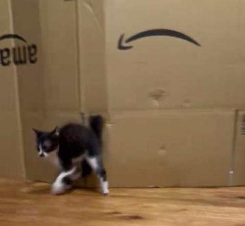 ダンスをするような子猫2