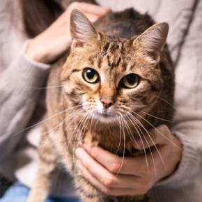 『大人になっている猫』をお迎えするメリット4選　成長後だからこそわかることや子猫との違いを解説