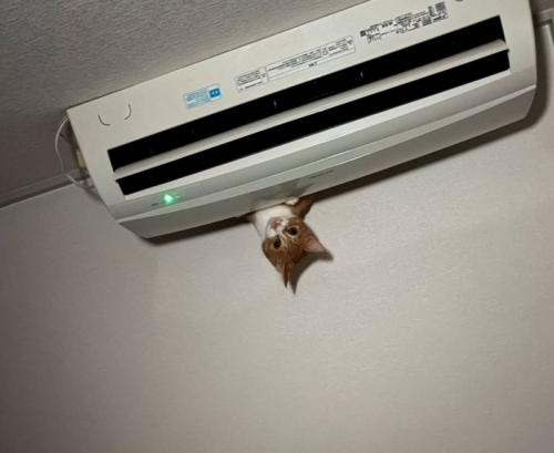 エアコンの上から覗く猫
