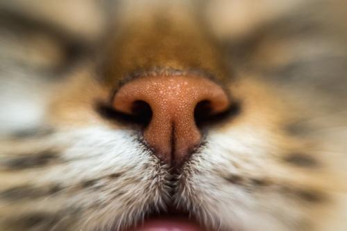 猫の鼻のアップ
