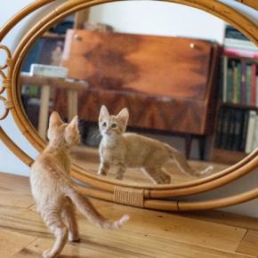 猫が『鏡の中にいる自分』を見て感じていること3つ　どう認識しているの？よく見られる反応もご紹介