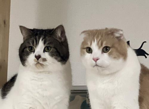 真剣な眼差しで一点を見つめる2匹の猫