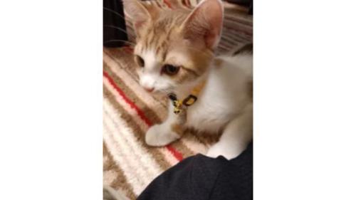 室内にいる猫