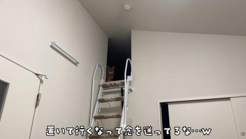 物陰から見つめてくる猫
