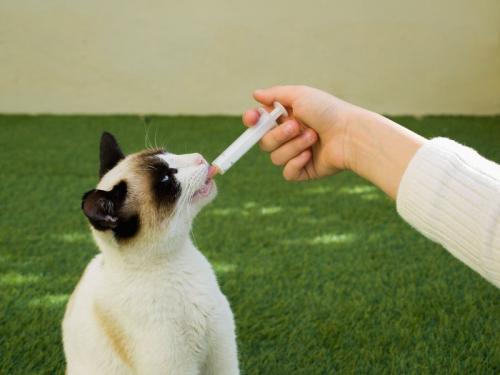 薬を投与されるシャム猫