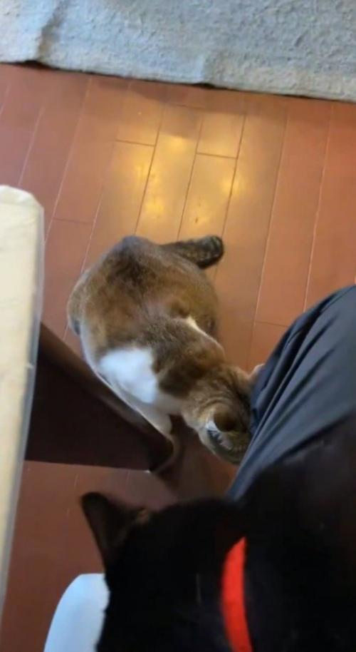 投稿者の足に近寄ってくる2匹の猫