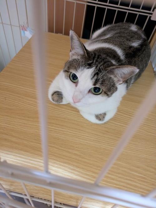 くつろぐ猫
