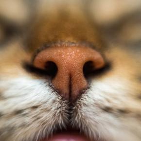 猫の鼻にできる『黒いほくろ・シミ』の原因4つ　危険が潜んでるケースも？見つけたときの対処法も