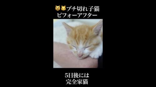5日後には