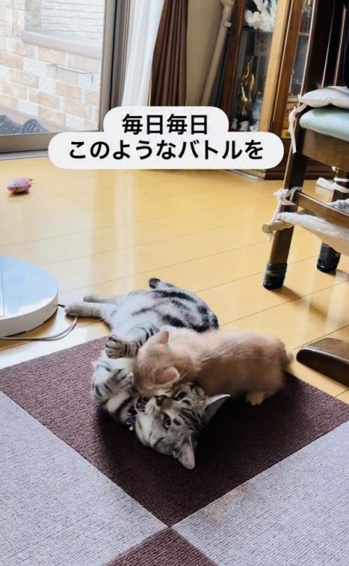 にゃんプロをするアメリカンショートヘアと子猫