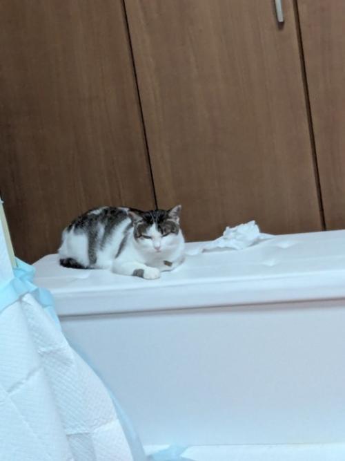 険しい顔の猫