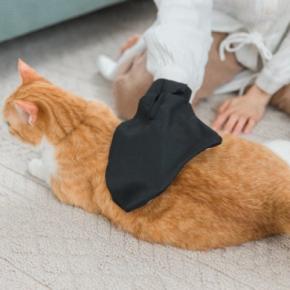 猫の抜け毛が際立つ『換毛期』に試したい対策5選　起こりうるトラブルや正しいケアの方法まで解説