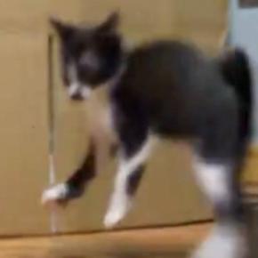 子猫が『やんのかステップ』を始めたと思ったら…予想外すぎる『かわいい動き』に1万いいね「なんか違うｗ」「猛練習してる最中ニャ」